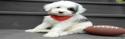 Sheepadoodle dogs for sale: Tucker-MEDIUM - Ad 1