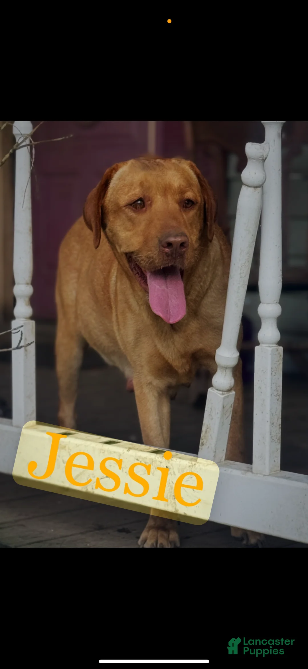 Labrador Retriever dogs for sale: Labrador Retriever Puppy 1 - Ad 24