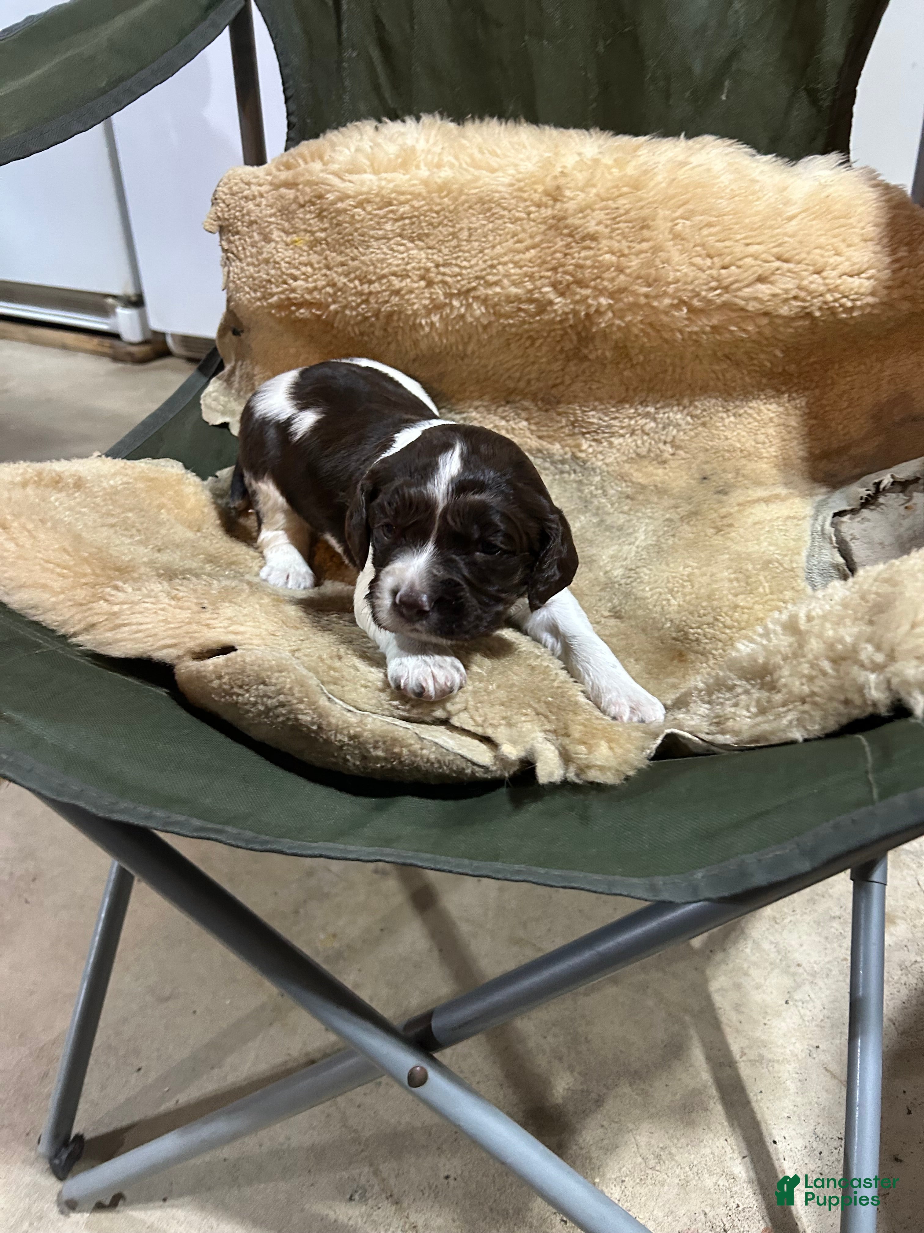 English Springer Spaniel dogs English Springer Spaniel Puppy 5 - Ad 26