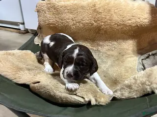 English Springer Spaniel dogs English Springer Spaniel Puppy 5 - Ad 26