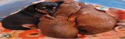 Miniature Dachshund dogs for stud: Norman’s litter - Ad 8