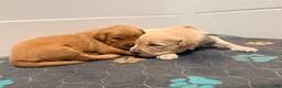 Golden Retriever dogs for sale: Golden Retriever Carmela - Ad 5