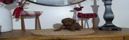 Miniature Poodle dogs for sale: Malia - Ad 9