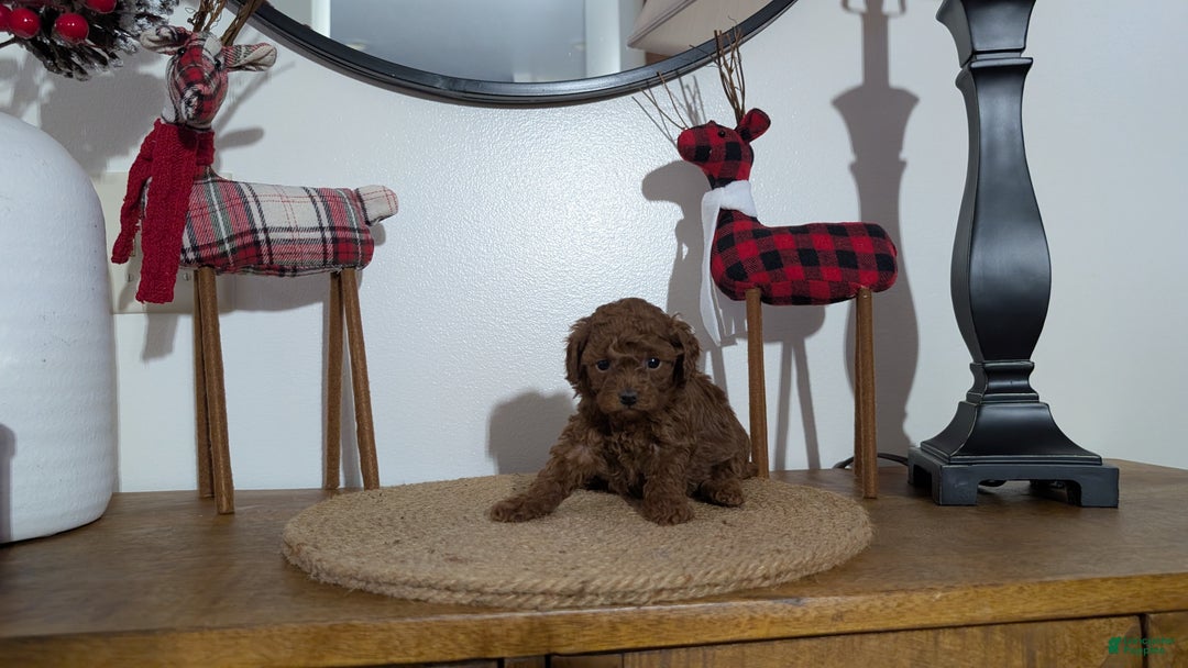 Miniature Poodle dogs for sale: Malia - Ad 9