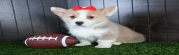 Welsh Corgi Pembroke dogs for sale: Raya - Ad 17
