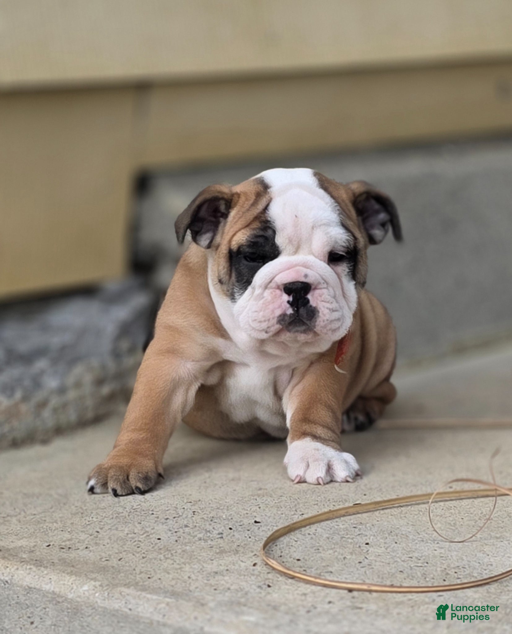 English Bulldog dogs English Bulldog Puppy 5 - Ad 2