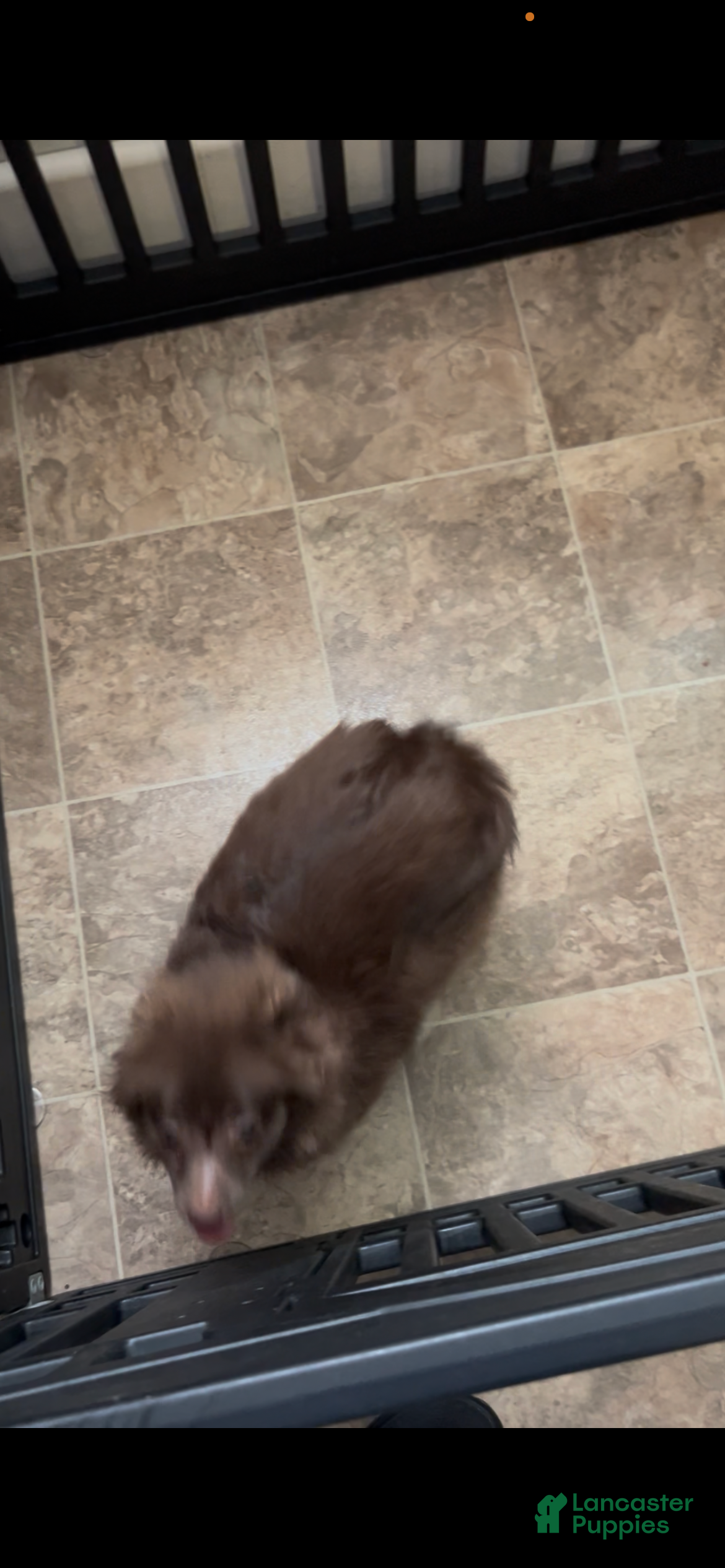 Pomeranian dogs Pomeranian Puppy 1 - Ad 2