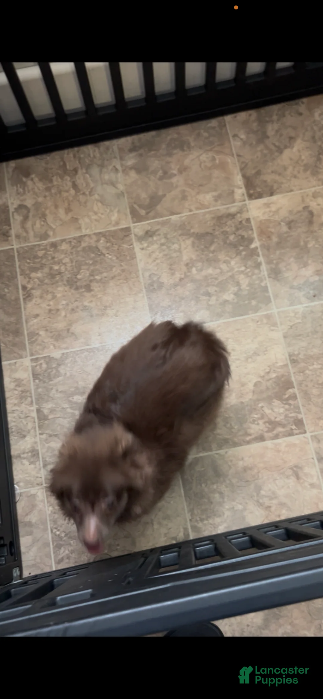 Pomeranian dogs for sale: Pomeranian Puppy 1 - Ad 2