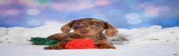 Miniature Dachshund dogs for sale: Molly - Ad 5