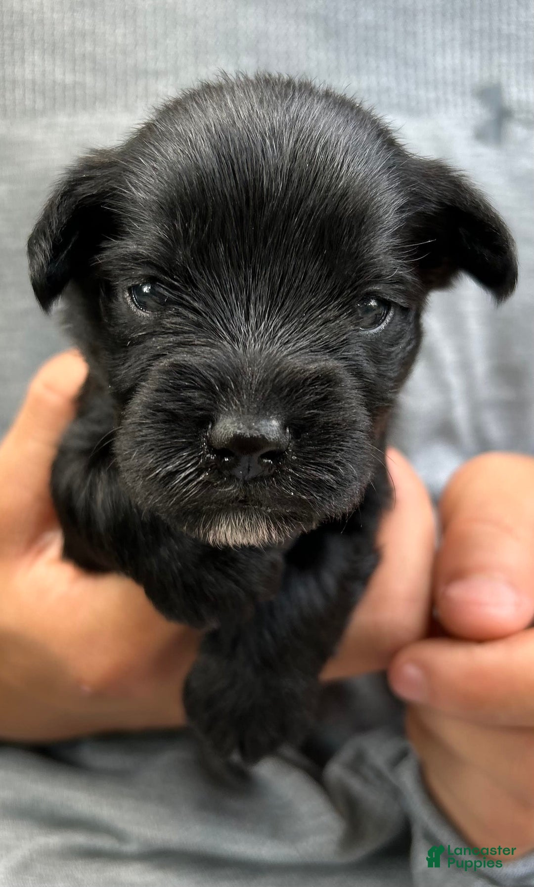 Miniature Schnauzer dogs for sale: Buddy - Ad 2