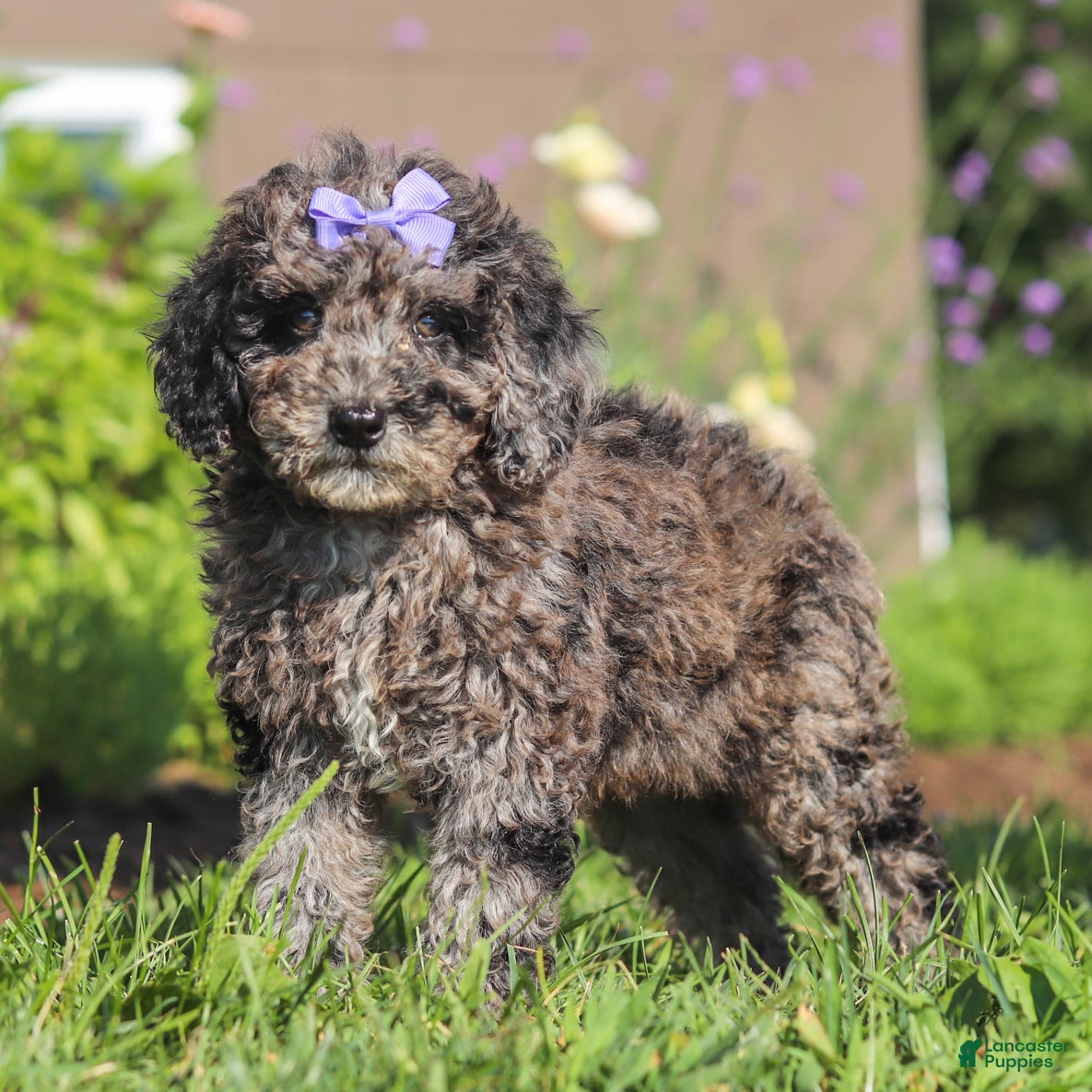Miniature Poodle dogs Lucy - Ad 1