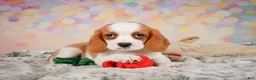 Beaglier dogs for sale: Brooke - Ad 3