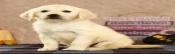 Golden Retriever dogs for sale: Gina - Ad 6