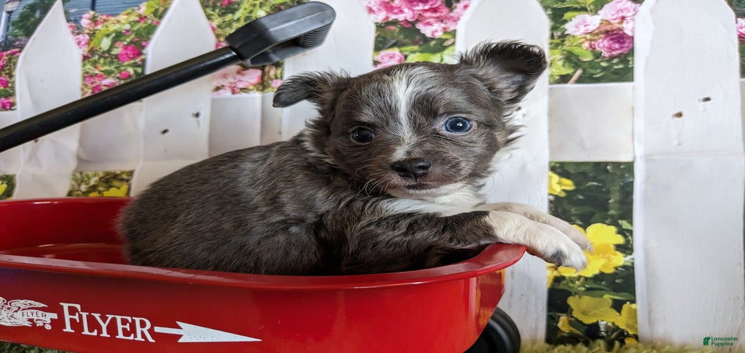 Gallery Image {{count}}