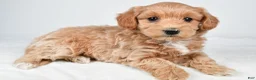 Maltipoo dogs for sale: Cassandra - Ad 3