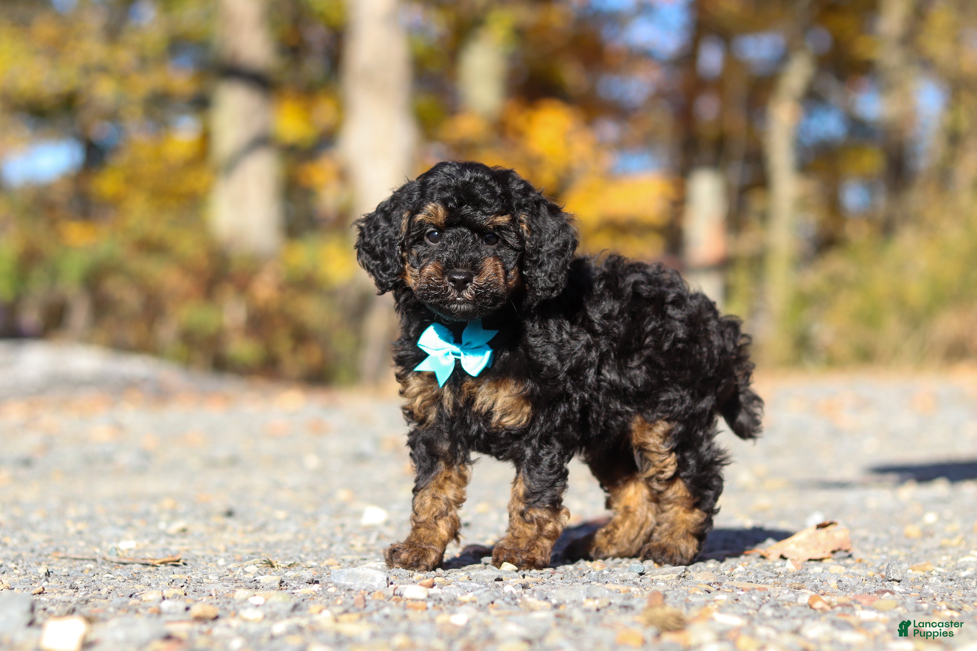Miniature Poodle dogs for sale: Sawyer (AKC) - Ad 1