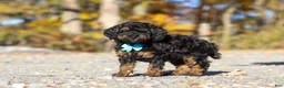 Miniature Poodle dogs for sale: Sawyer (AKC) - Ad 1