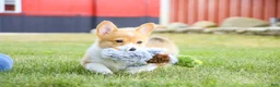 Welsh Corgi Pembroke dogs for sale: Jewel Welsh Corgi Pembroke  - Ad 7