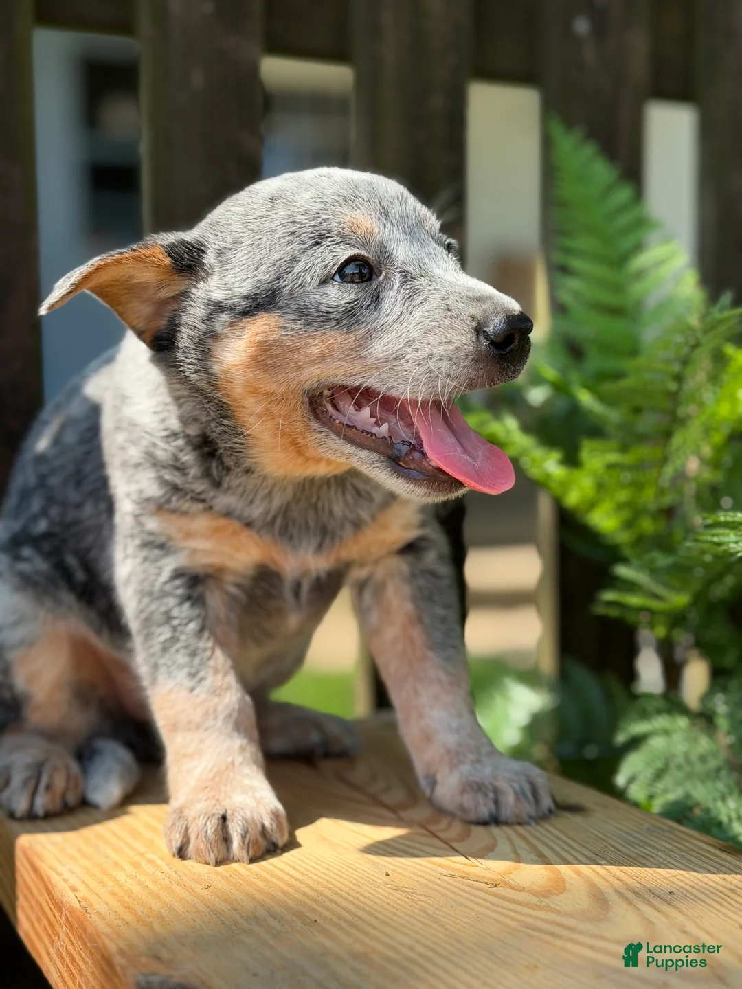 Australian Cattle Dog dogs for sale: Ranger - Ad 2