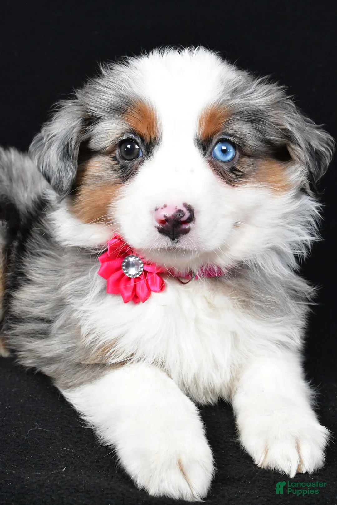 Miniature Australian Shepherd dogs for sale: Lola - Ad 4