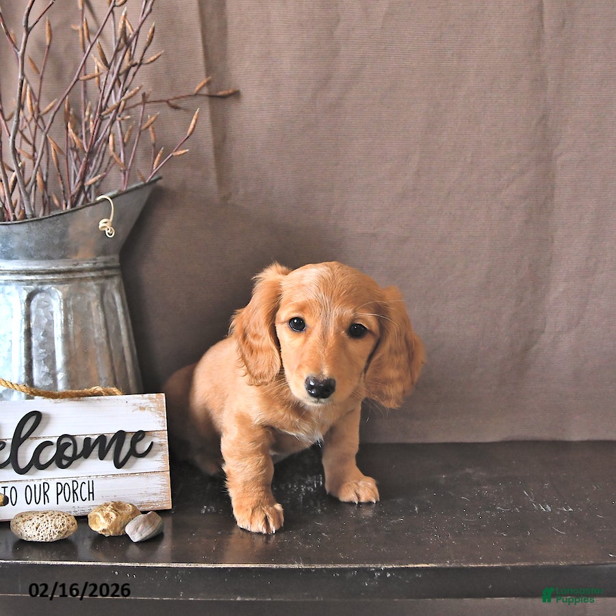 Miniature Dachshund dogs Ginger - Ad 2