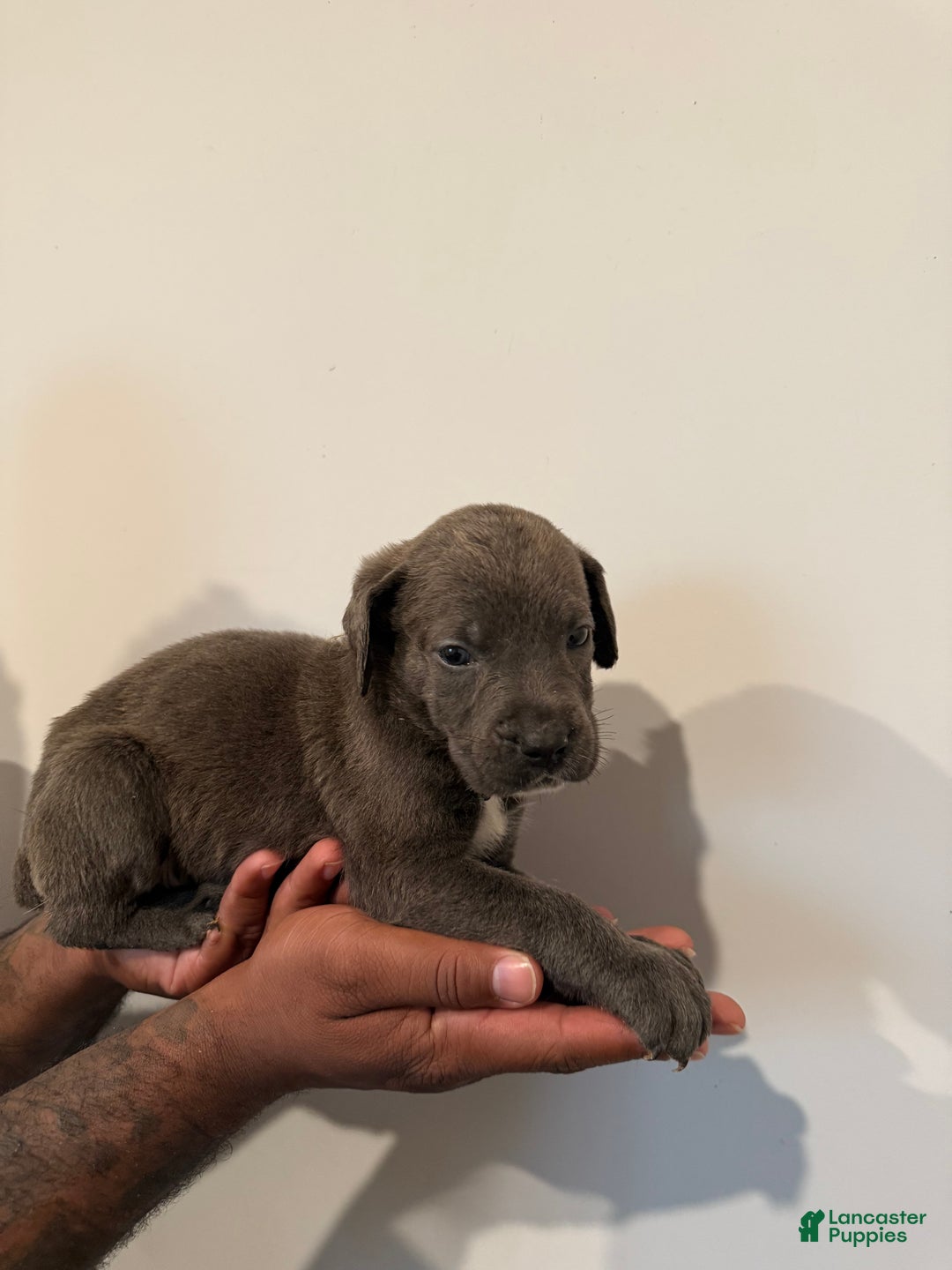 Cane Corso dogs for sale: Luna - Ad 3