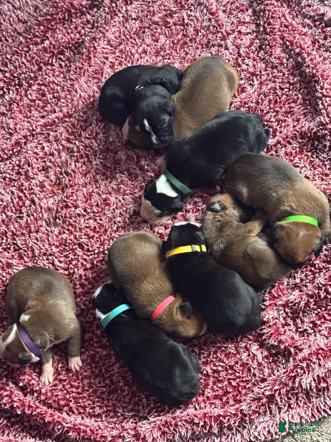 Boxer dogs for sale: Luna  - Ad 9