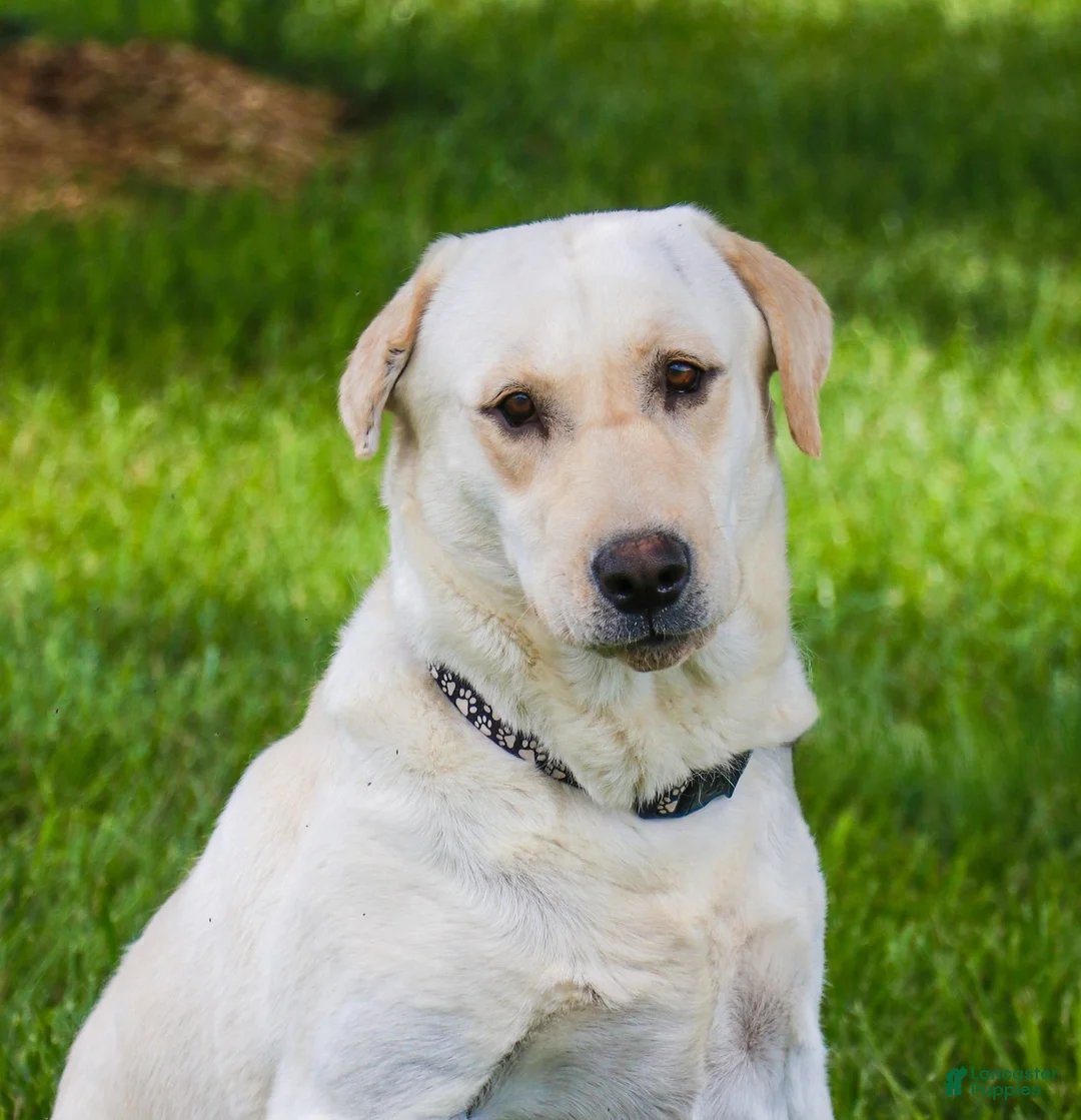 Labrador Retriever dogs for sale: Shawn  - Ad 2