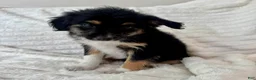Mixed Breed dogs for sale: Bruno - Ad 4