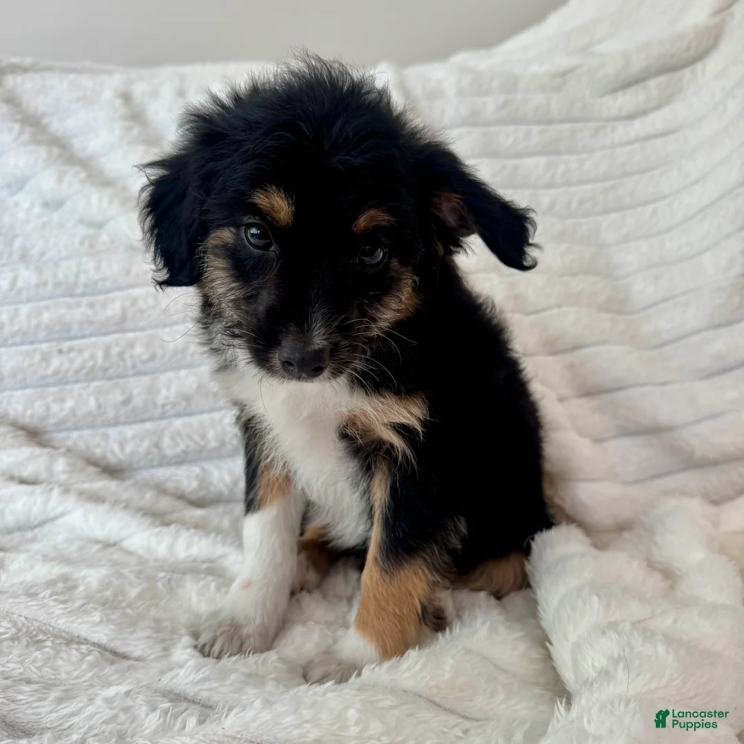 Mixed Breed dogs for sale: Bruno - Ad 4