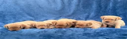 Labrador Retriever dogs for sale: #1 Female aka first born pup  - Ad 5