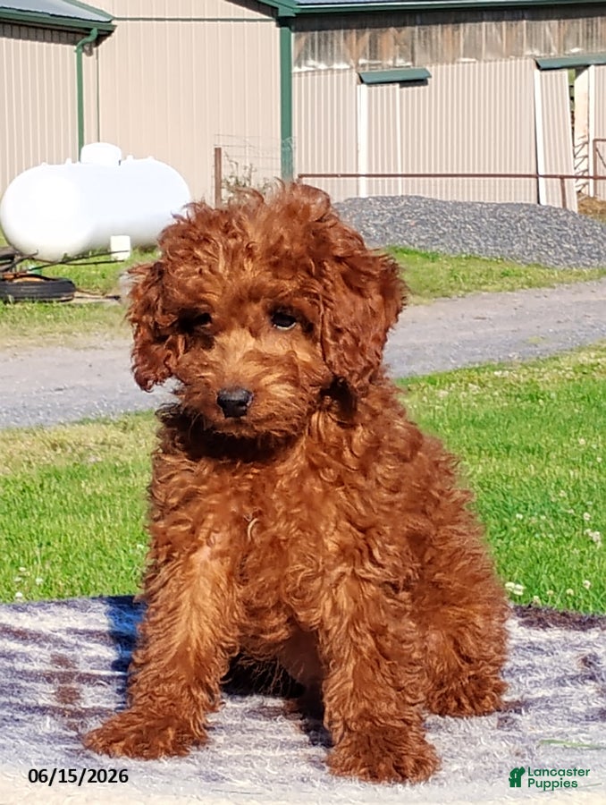 Mini Goldendoodle dogs Paul - Ad 1