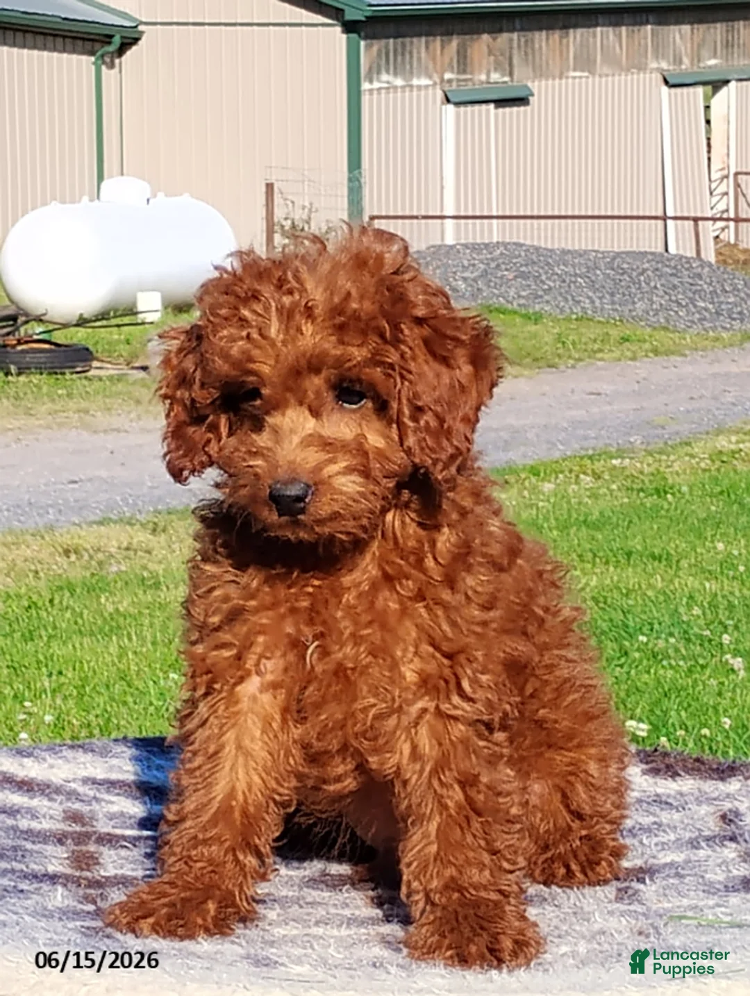 Mini Goldendoodle dogs for sale: Paul - Ad 1