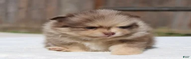 Pomeranian Puppy 1