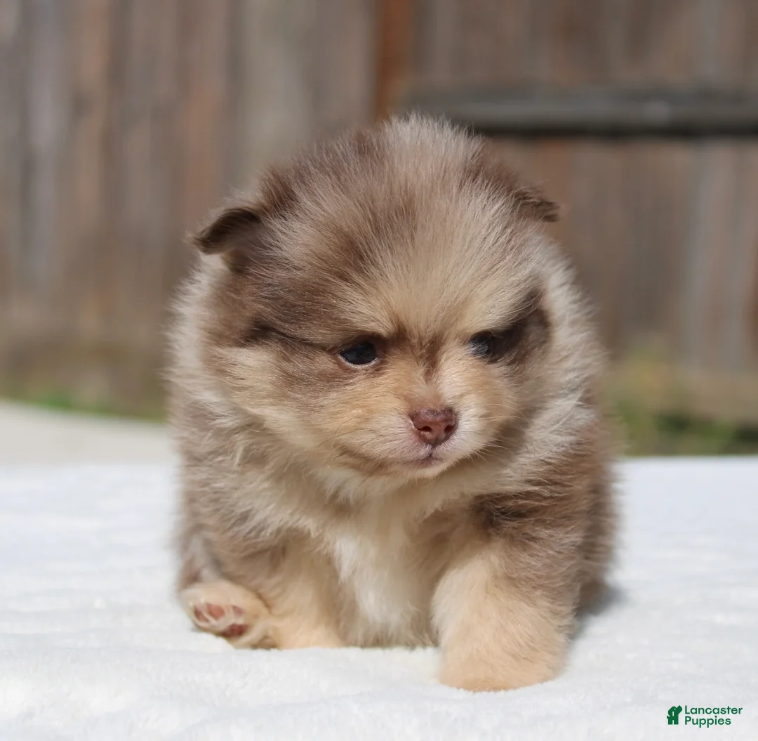 Pomeranian dogs for sale: Pomeranian Puppy 1 - Ad 1