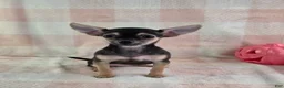 Chihuahua dogs for sale: June - Ad 4