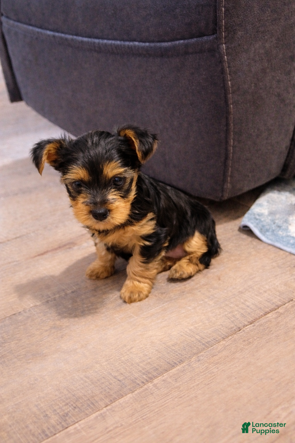 Yorkshire Terrier dogs Yorkshire Terrier Puppy 2 - Ad 1