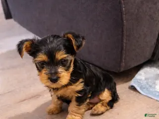 Yorkshire Terrier dogs for sale: Yorkshire Terrier Puppy 2 - Ad 2