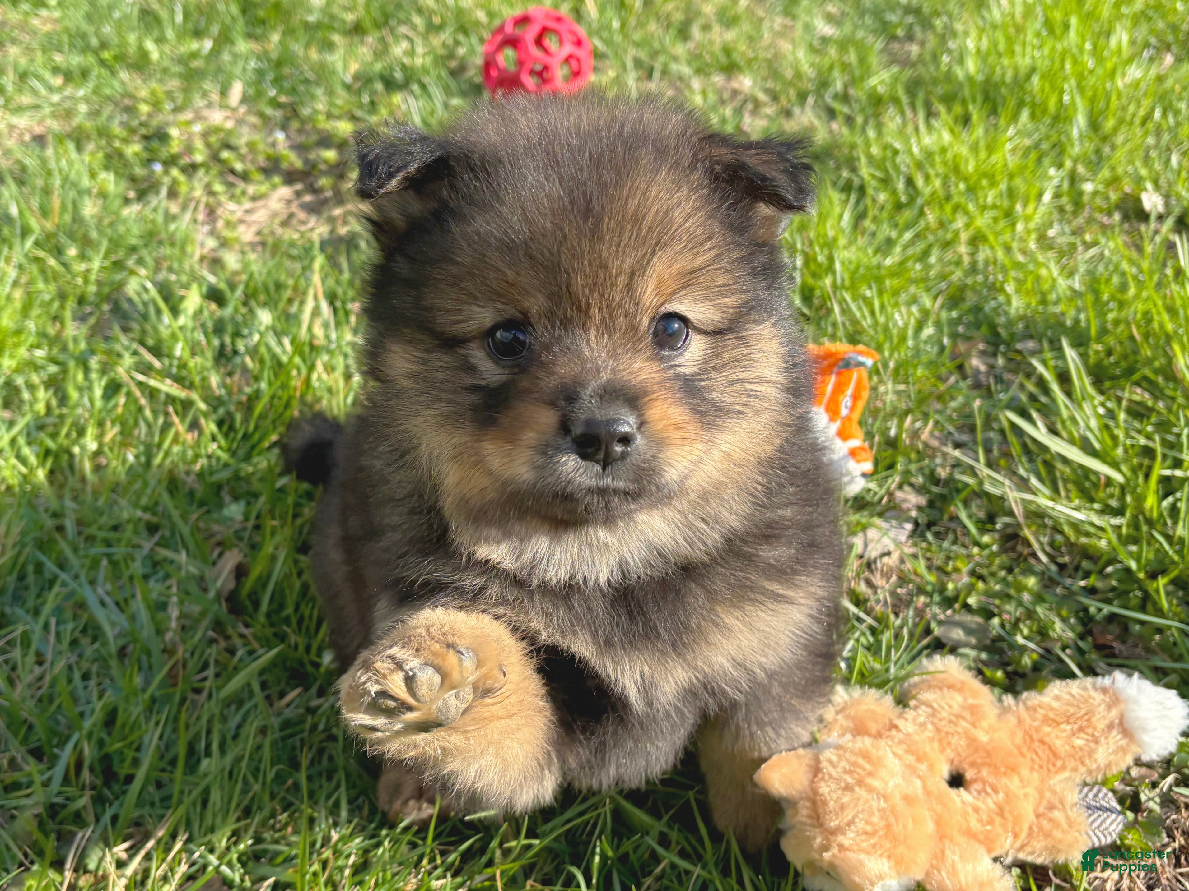 Mixed Breed dogs Yoshi - Ad 2