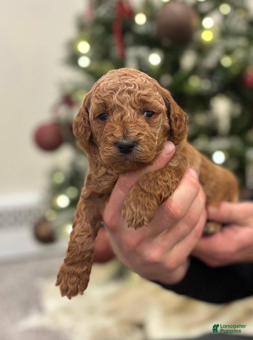 Mini Goldendoodle dogs for sale: Willa  - Ad 1