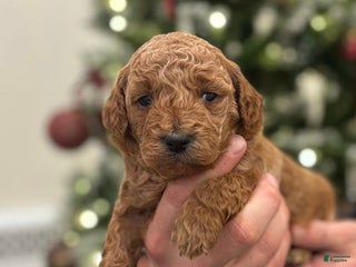 Mini Goldendoodle dogs Willa - Ad 23