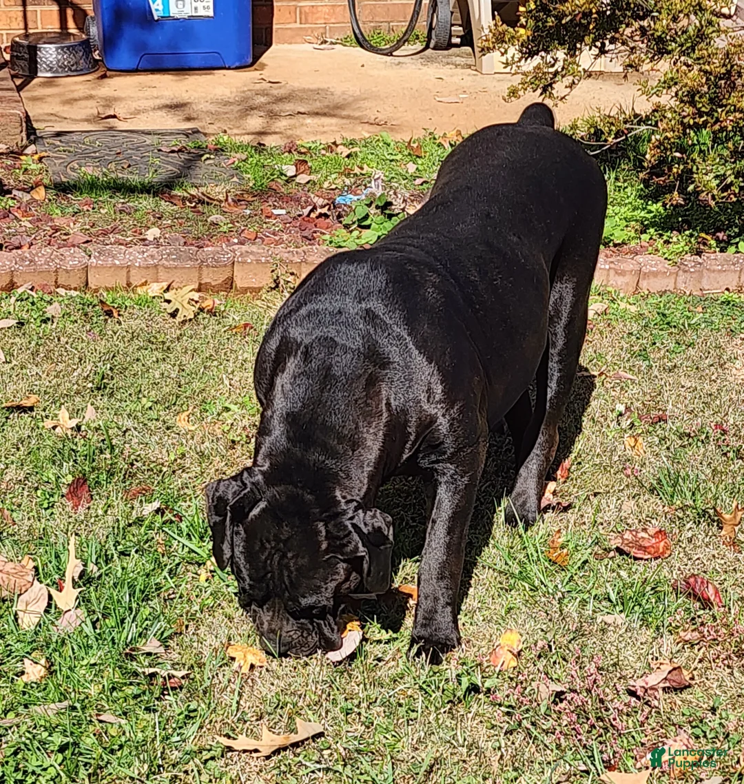 South African Boerboels dogs for sale: South African Boerboels Puppy 1 - Ad 5