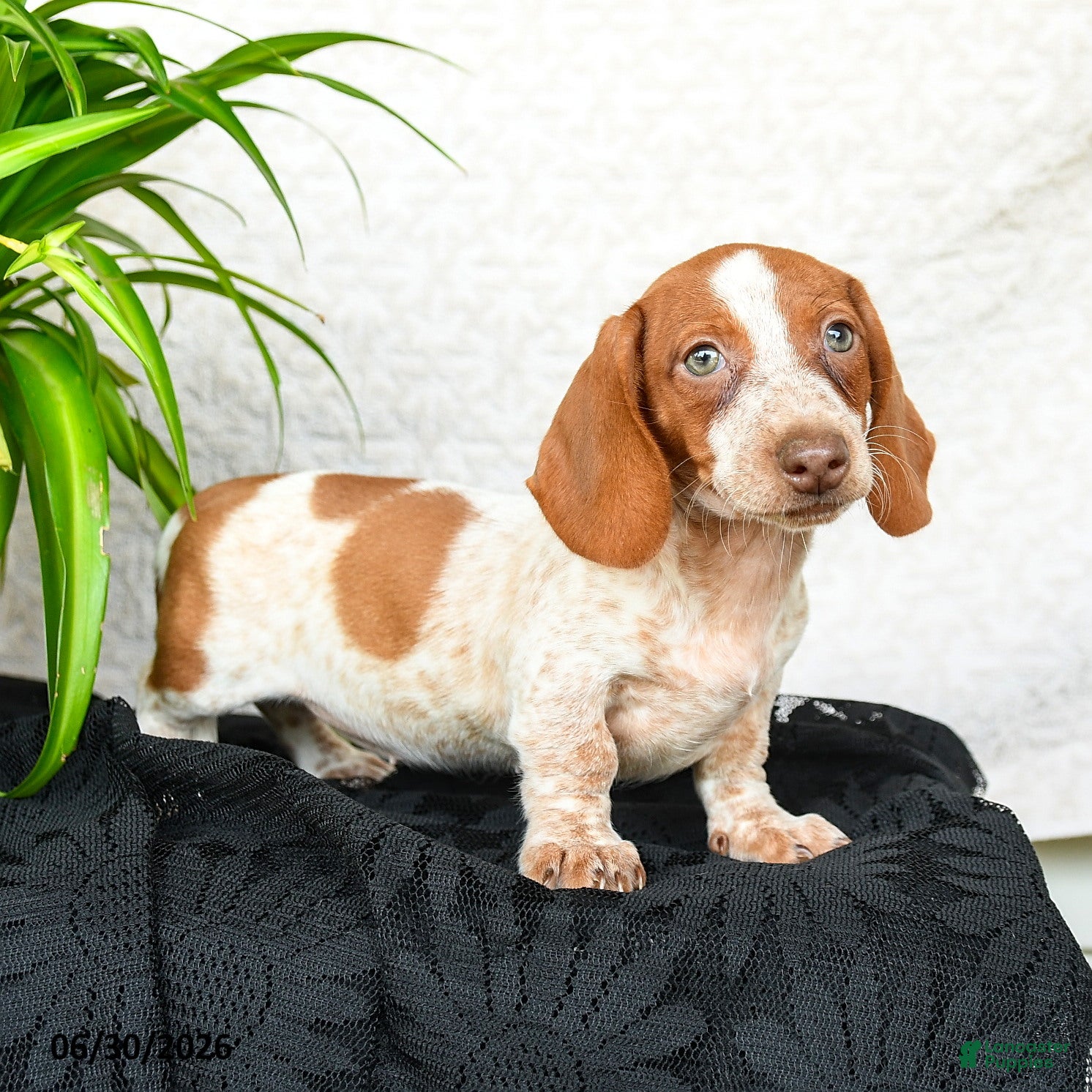 Miniature Dachshund dogs Willow - Ad 1