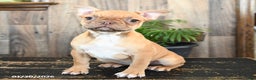 Frenchton dogs for sale: Honey - Ad 1