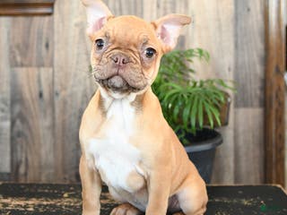 Frenchton dogs Honey - Ad 10