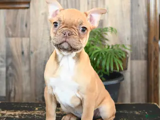 Frenchton dogs Honey - Ad 11