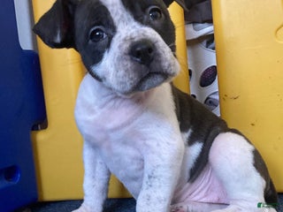 American Bully dogs Princess - Ad 4