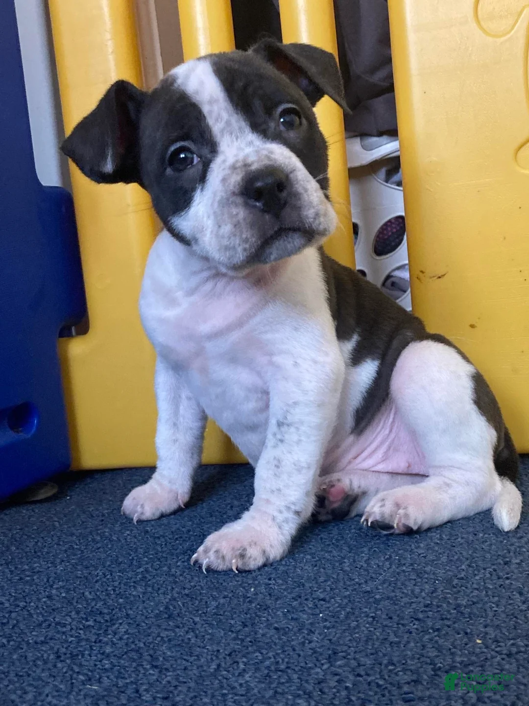 American Bully dogs for sale: Princess  - Ad 1