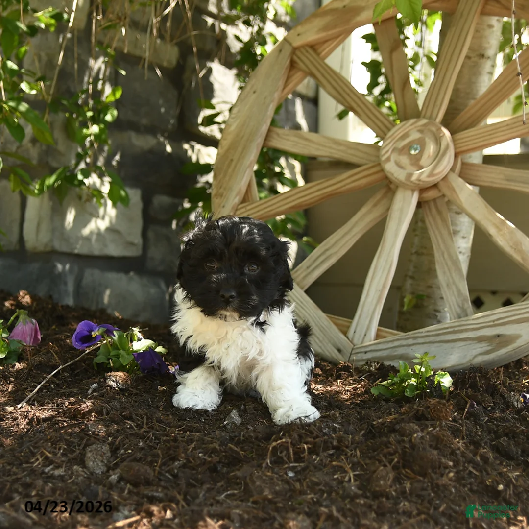 Havanese dogs for sale: Feona - Ad 1