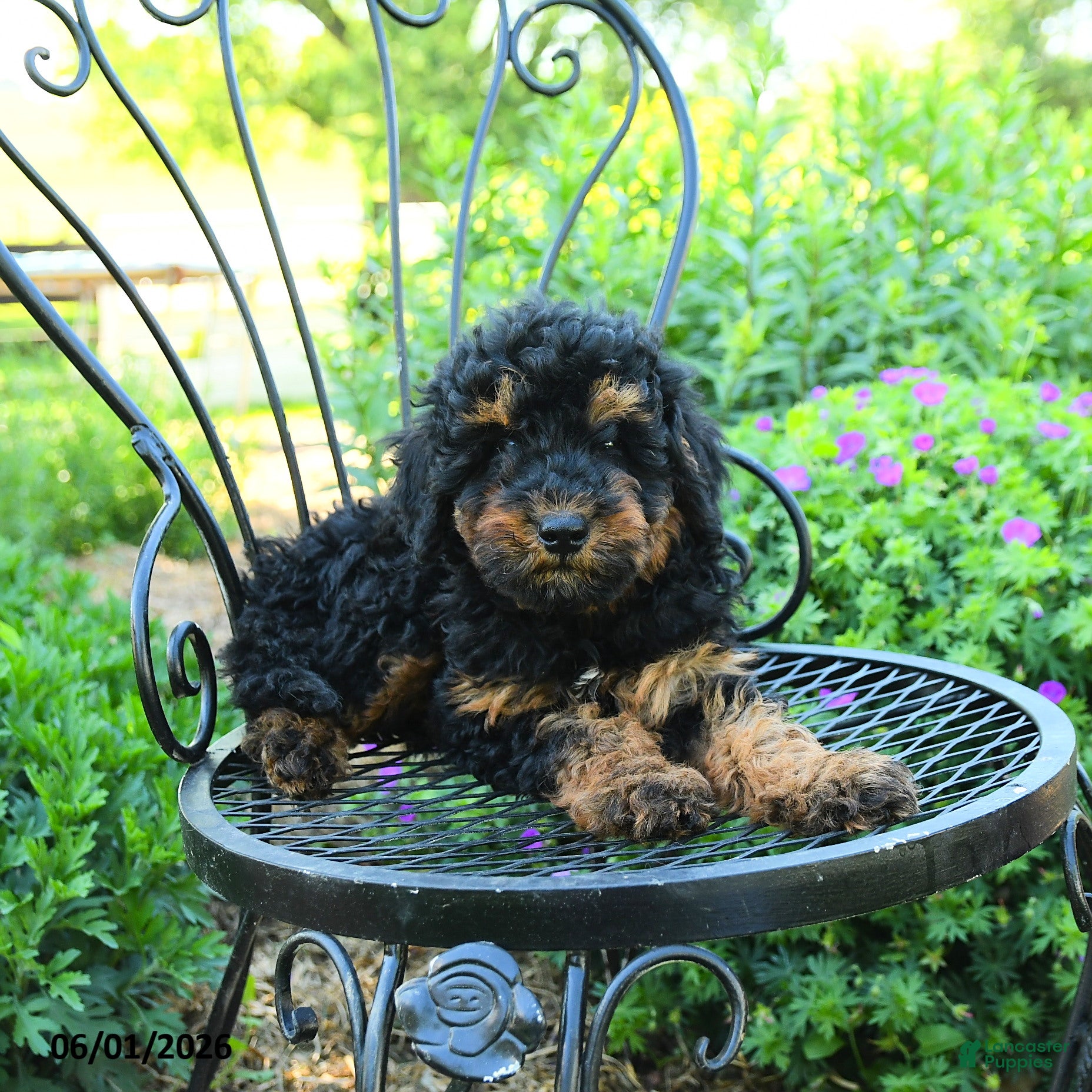 Mixed Breed dogs Pascal - Ad 2